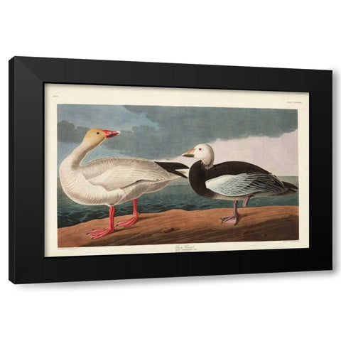 Pl 381 Snow Goose Black Modern Wood Framed Art Print with Double Matting by Audubon, John James