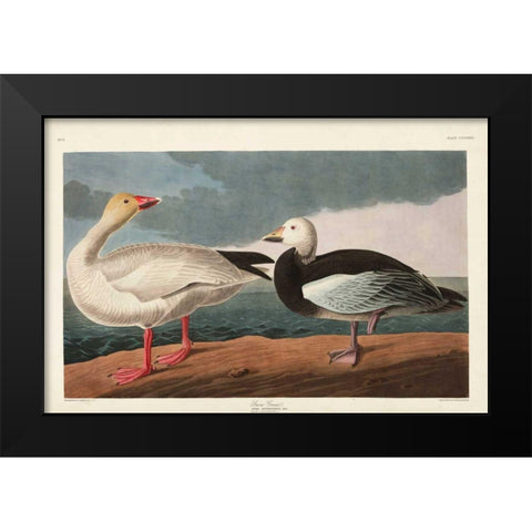 Pl 381 Snow Goose Black Modern Wood Framed Art Print by Audubon, John James