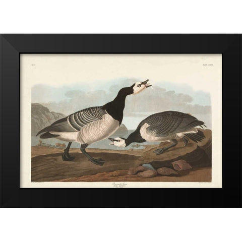 Pl 296 Barnacle Goose Black Modern Wood Framed Art Print by Audubon, John James