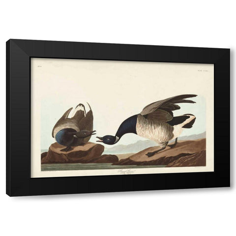 Pl 391 Brant Goose Black Modern Wood Framed Art Print with Double Matting by Audubon, John James