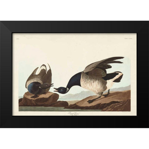 Pl 391 Brant Goose Black Modern Wood Framed Art Print by Audubon, John James