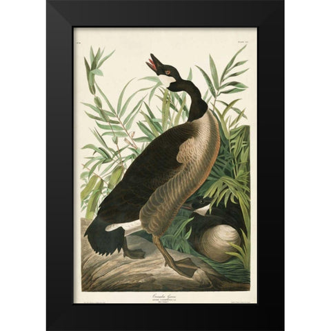 Pl 201 Canada Goose Black Modern Wood Framed Art Print by Audubon, John James