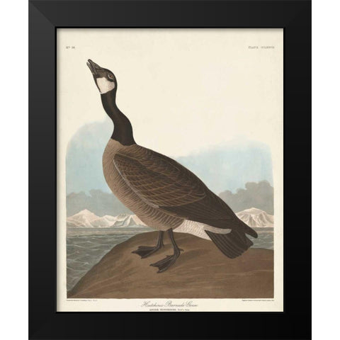 Pl 277 Hutchinss Barnacle Goose Black Modern Wood Framed Art Print by Audubon, John James