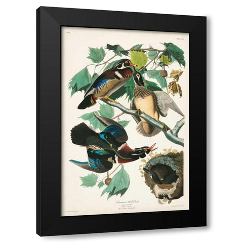 Pl 206 Wood Duck Black Modern Wood Framed Art Print with Double Matting by Audubon, John James