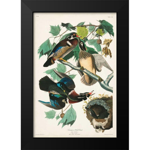 Pl 206 Wood Duck Black Modern Wood Framed Art Print by Audubon, John James