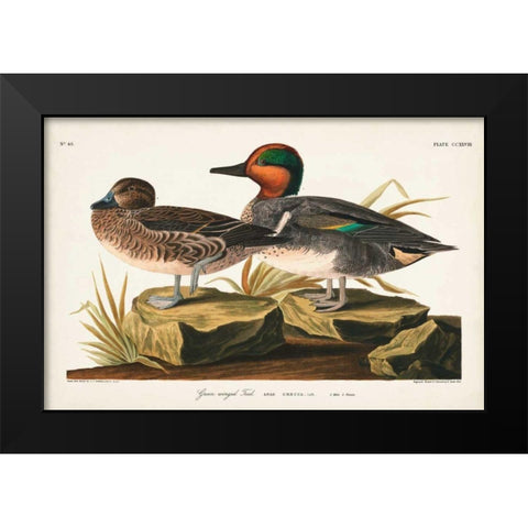 Pl 228 Green-winged Teal Black Modern Wood Framed Art Print by Audubon, John James