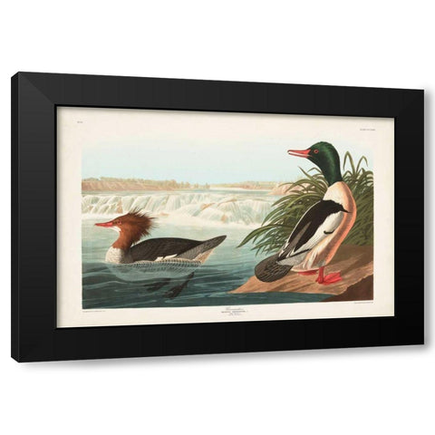 Pl 331 Goosander Duck Black Modern Wood Framed Art Print by Audubon, John James