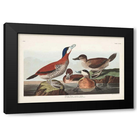 Pl 343 Ruddy Duck Black Modern Wood Framed Art Print by Audubon, John James