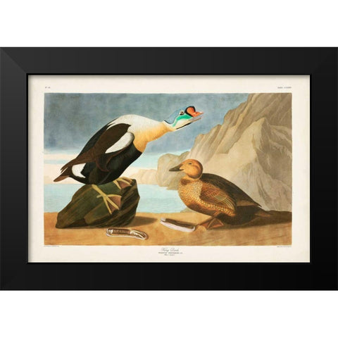 Pl 276 King Duck Black Modern Wood Framed Art Print by Audubon, John James