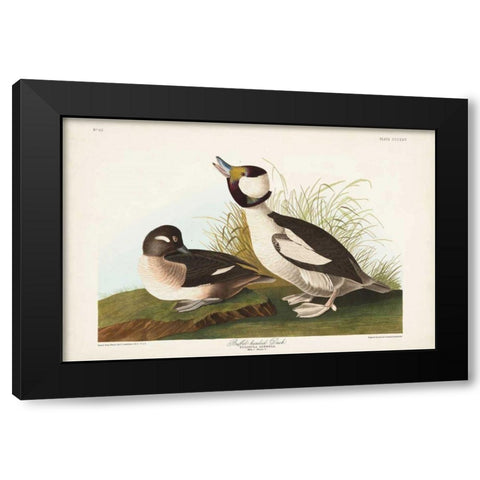 Pl 325 Buffel-headed Duck Black Modern Wood Framed Art Print by Audubon, John James