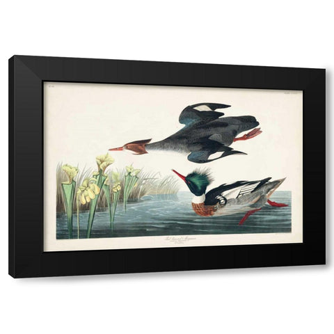 Pl 401 Red-breasted Merganser Duck Black Modern Wood Framed Art Print by Audubon, John James