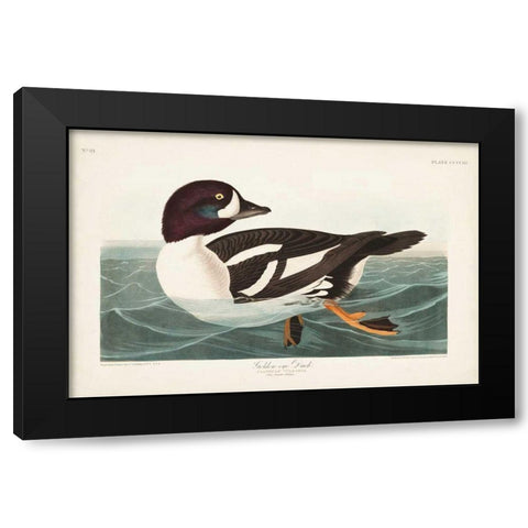 Pl 403 Golden-eye Duck Black Modern Wood Framed Art Print with Double Matting by Audubon, John James