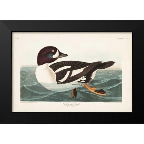 Pl 403 Golden-eye Duck Black Modern Wood Framed Art Print by Audubon, John James