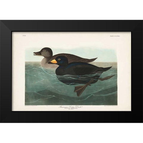 Pl 408 American Scoter Duck Black Modern Wood Framed Art Print by Audubon, John James