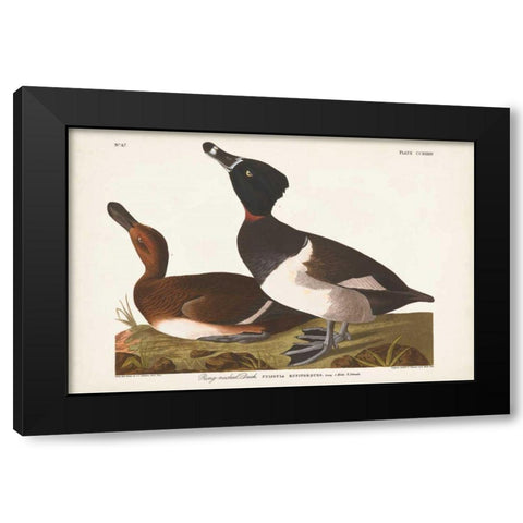 Pl 234 Ring-necked Duck Black Modern Wood Framed Art Print with Double Matting by Audubon, John James