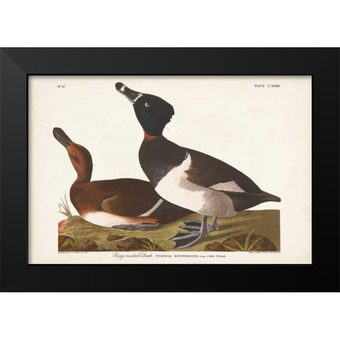 Pl 234 Ring-necked Duck Black Modern Wood Framed Art Print by Audubon, John James