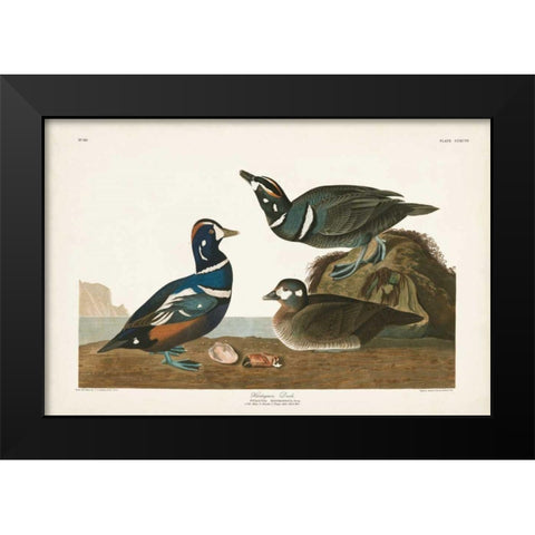 Pl 297 Harlequin Duck Black Modern Wood Framed Art Print by Audubon, John James