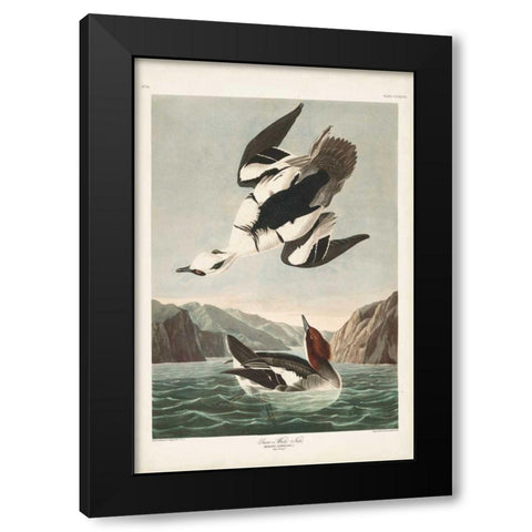 Pl 347 Smen or White Nun Black Modern Wood Framed Art Print by Audubon, John James