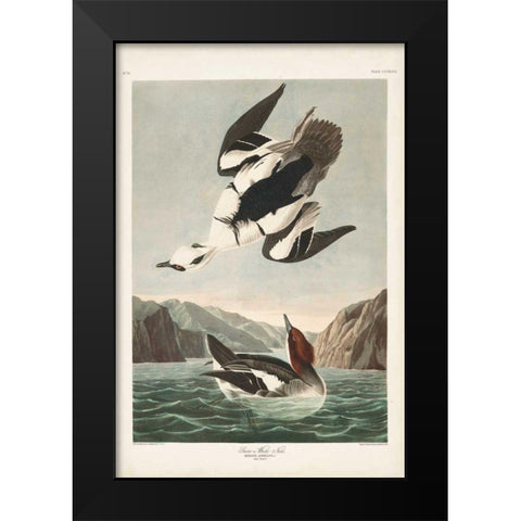 Pl 347 Smen or White Nun Black Modern Wood Framed Art Print by Audubon, John James