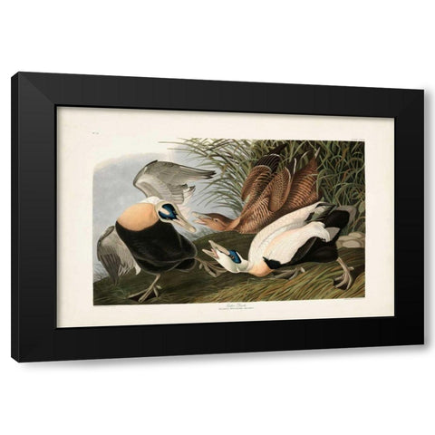 PL 246 Eider Duck Black Modern Wood Framed Art Print with Double Matting by Audubon, John James
