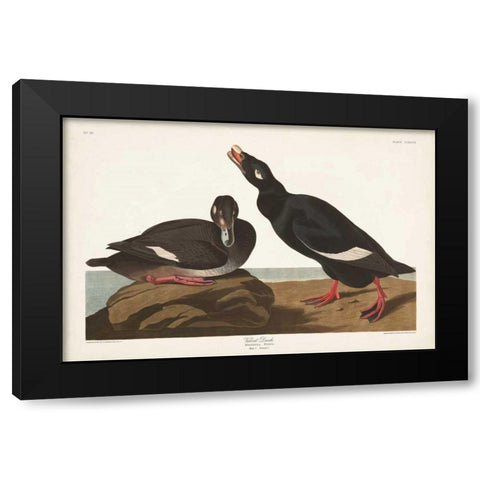 Pl 247 Velvet Duck Black Modern Wood Framed Art Print by Audubon, John James