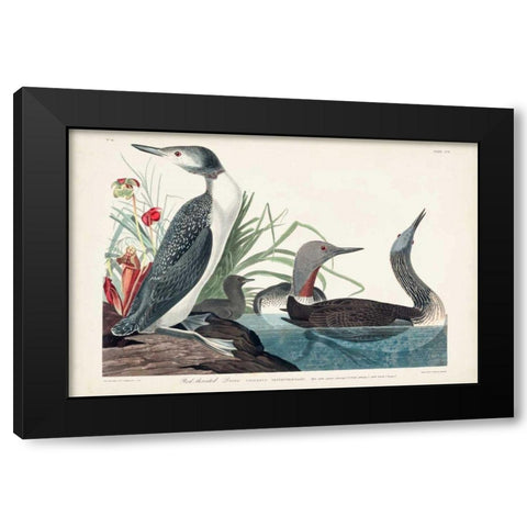 Pl 202 Red-throated Diver Black Modern Wood Framed Art Print with Double Matting by Audubon, John James