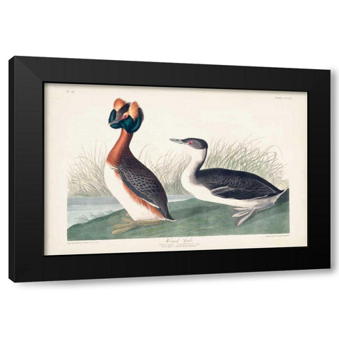 Pl 259 Horned Grebe Black Modern Wood Framed Art Print with Double Matting by Audubon, John James