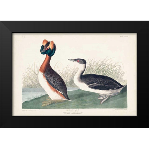 Pl 259 Horned Grebe Black Modern Wood Framed Art Print by Audubon, John James