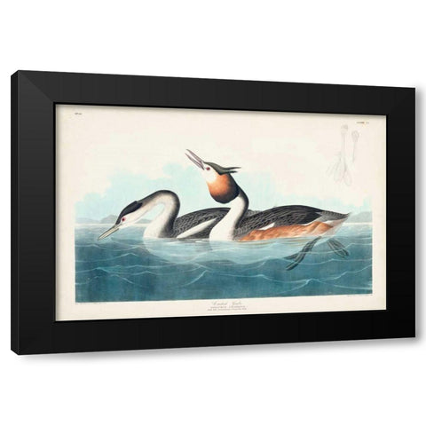 Pl 292 Crested Grebe Black Modern Wood Framed Art Print with Double Matting by Audubon, John James