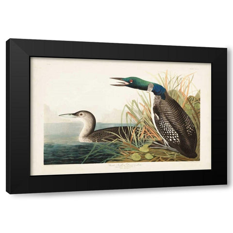 Pl 306 Great Northern Diver or Loon Black Modern Wood Framed Art Print with Double Matting by Audubon, John James