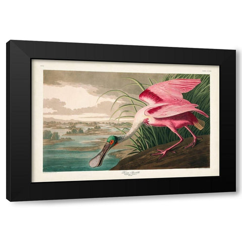 Pl 321 Roseate Spoonbill Black Modern Wood Framed Art Print with Double Matting by Audubon, John James