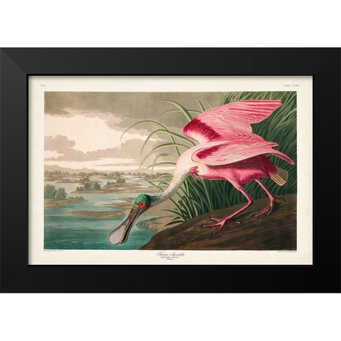 Pl 321 Roseate Spoonbill Black Modern Wood Framed Art Print by Audubon, John James