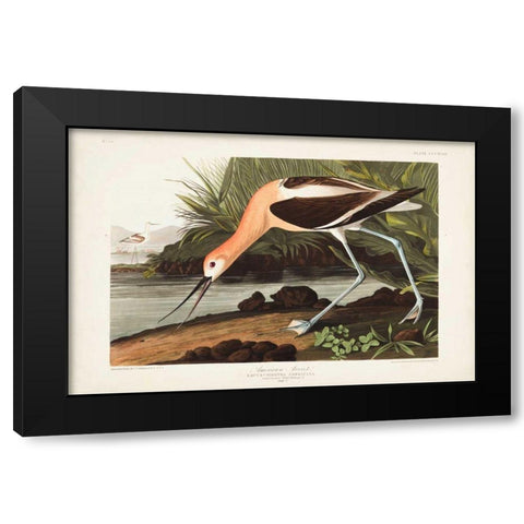 Pl 318 American Avocet Black Modern Wood Framed Art Print with Double Matting by Audubon, John James
