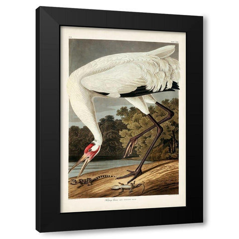 Pl 226 Hooping Crane Black Modern Wood Framed Art Print with Double Matting by Audubon, John James