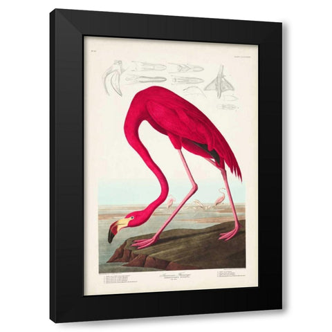 Pl 431 American Flamingo Black Modern Wood Framed Art Print with Double Matting by Audubon, John James