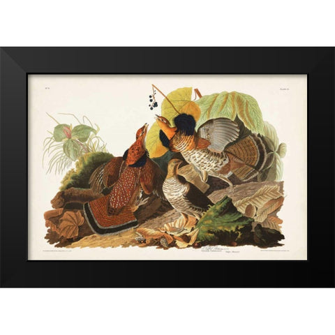 Pl 41 Ruffed Grouse Black Modern Wood Framed Art Print by Audubon, John James