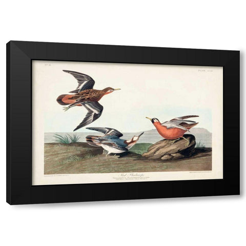 Pl 255 Red Phalarope Black Modern Wood Framed Art Print by Audubon, John James