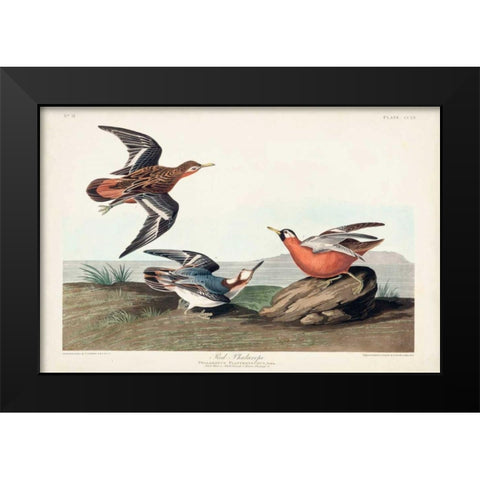 Pl 255 Red Phalarope Black Modern Wood Framed Art Print by Audubon, John James