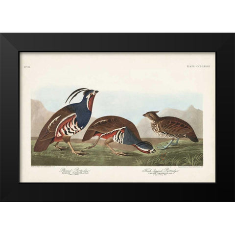 Pl 423 Plummed Partridge Black Modern Wood Framed Art Print by Audubon, John James