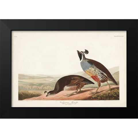 Pl 413 Californian Partridge Black Modern Wood Framed Art Print by Audubon, John James