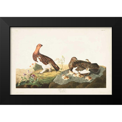 Pl 191 Willow Grouse Black Modern Wood Framed Art Print by Audubon, John James