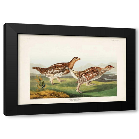 Pl 382 Sharp-tailed Grouse Black Modern Wood Framed Art Print by Audubon, John James