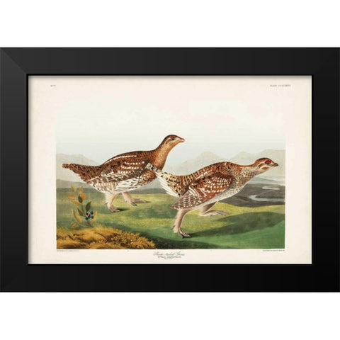 Pl 382 Sharp-tailed Grouse Black Modern Wood Framed Art Print by Audubon, John James