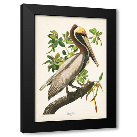 Pl 251 Brown Pelican  Black Modern Wood Framed Art Print by Audubon, John James
