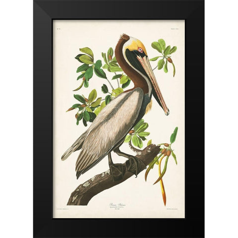 Pl 251 Brown Pelican  Black Modern Wood Framed Art Print by Audubon, John James