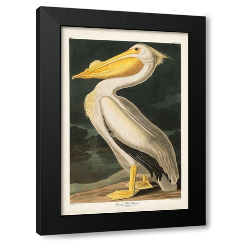 Pl 311 American White Pelican Black Modern Wood Framed Art Print with Double Matting by Audubon, John James