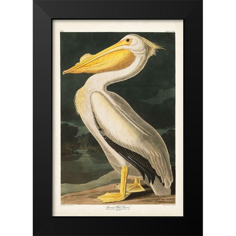 Pl 311 American White Pelican Black Modern Wood Framed Art Print by Audubon, John James