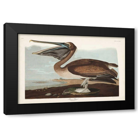 Pl 421 Brown Pelican Black Modern Wood Framed Art Print by Audubon, John James