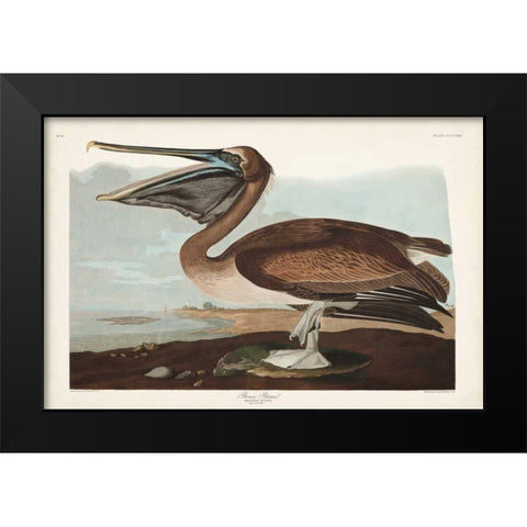 Pl 421 Brown Pelican Black Modern Wood Framed Art Print by Audubon, John James