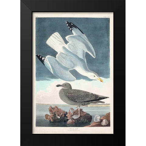 Pl 291 Herring Gull Black Modern Wood Framed Art Print by Audubon, John James